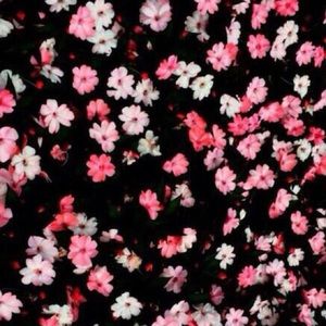 Meet your Posher, Brooklyn