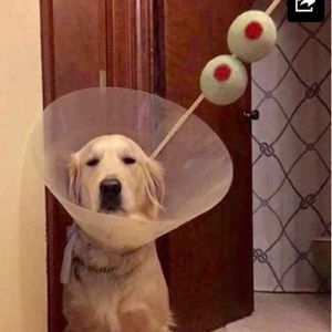 Meet your Posher, Sally