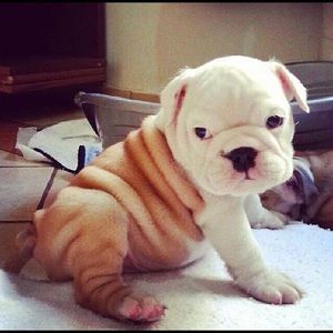 Meet your Posher, Dani