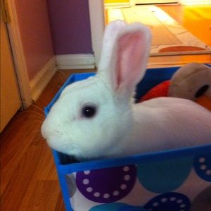 Meet your Posher, Divya