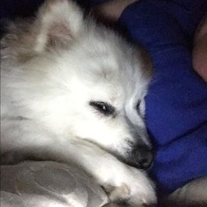 Meet your Posher, Paula