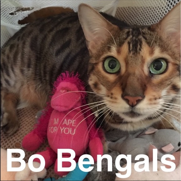 🐷Hi I'm Ape🐷 - Picture 4 of 10