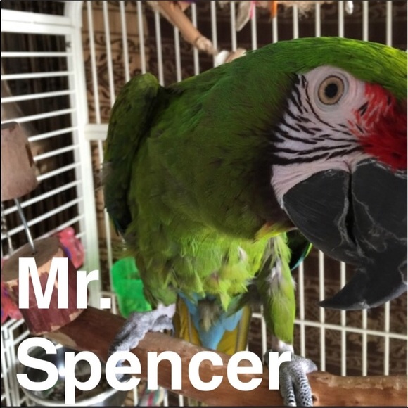 🐷Hi I'm Ape🐷 - Picture 5 of 10