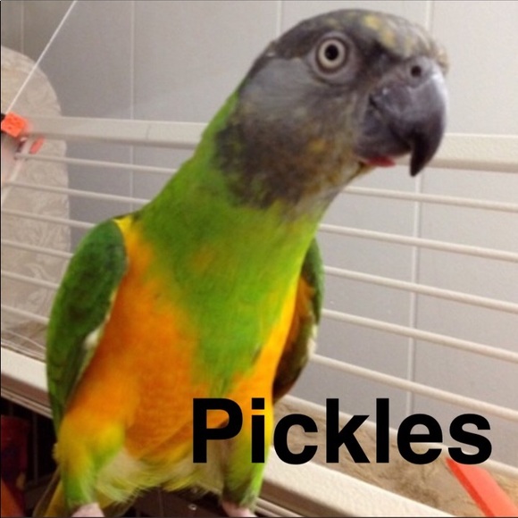 🐷Hi I'm Ape🐷 - Picture 6 of 10