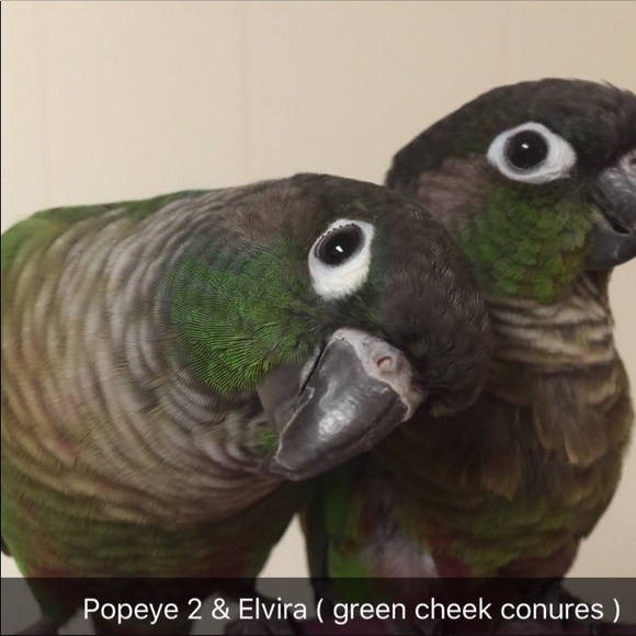 🐷Hi I'm Ape🐷 - Picture 7 of 10