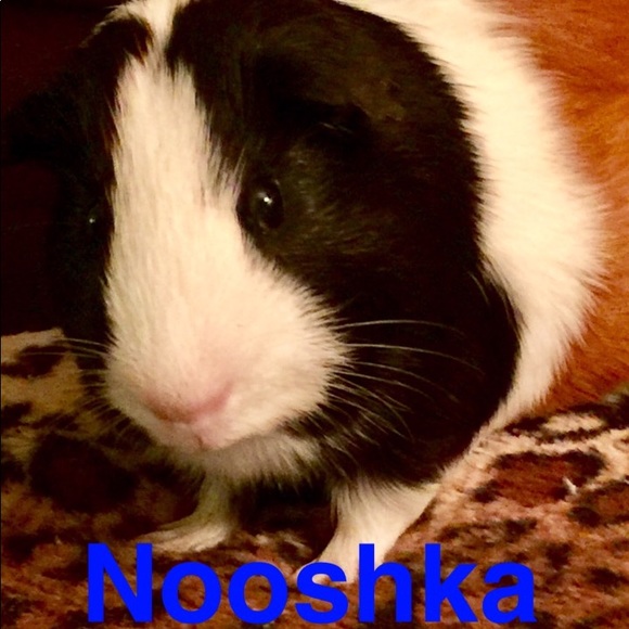 🐷Hi I'm Ape🐷 - Picture 8 of 10