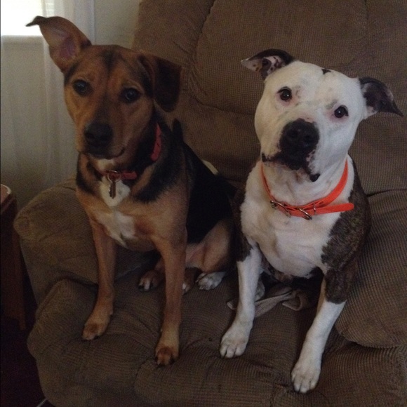 Meet your posher 😘😊❤️ - Picture 3 of 4