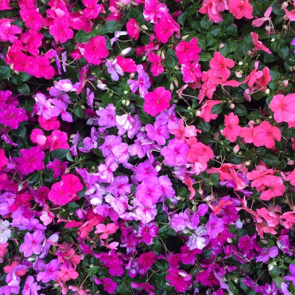 Meet your Posher, Aly - Picture 1 of 1