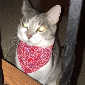 Meet your Posher, Alissa