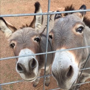 Meet your Posher, Leesa