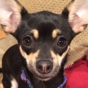 Meet your Posher, Callie