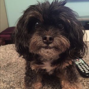 Meet your Posher, Shoshana