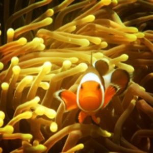 Meet your Posher, Cj