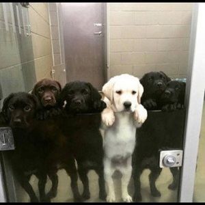 Meet your Posher, Sydney