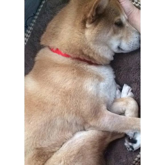 Meet your Posher, Mahsa