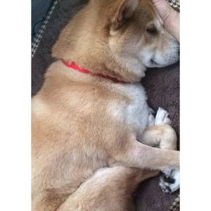 Meet your Posher, Mahsa