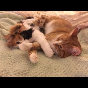 Meet your Posher, Lisa