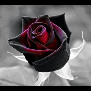 Meet your Posher, Avery