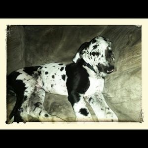 Meet your Posher, Rosa