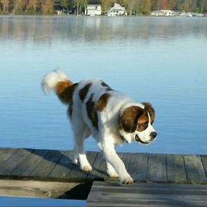 Meet your Posher, Dawn