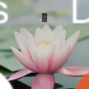 Meet your Posher, Brithnu