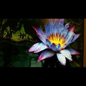 Meet your Posher, Frances