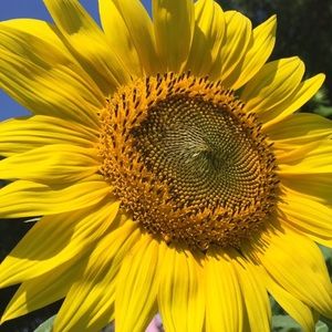 Meet your Posher, Elena