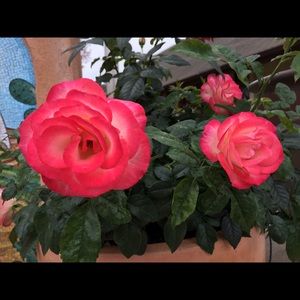 Meet your Posher, Jenni