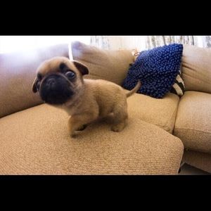 Meet your Posher, Ryan