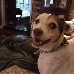 Meet your Posher, Darla