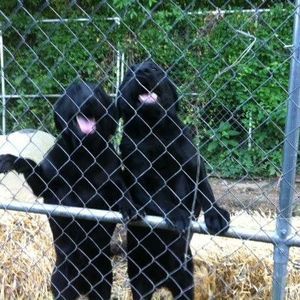 Meet your Posher, Roberts