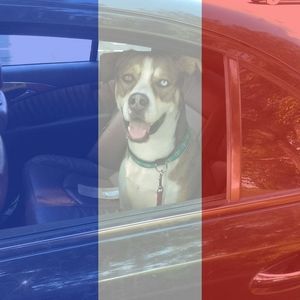 Meet your Posher, Gjejlan