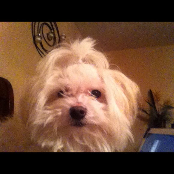 Meet your Posher, Teresa - Picture 1 of 1