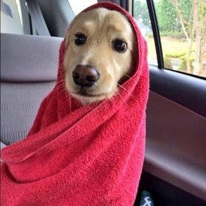 Meet your Posher, Emma