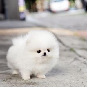 Meet your Posher, Brandi