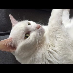 Meet your Posher, Aurora