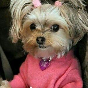 Meet your Posher, Karen