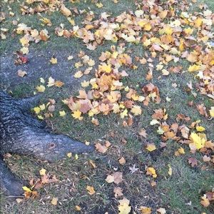 Meet your Posher, Sophia