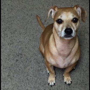 Meet your Posher, Windy