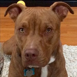 Meet your Posher, Abbey