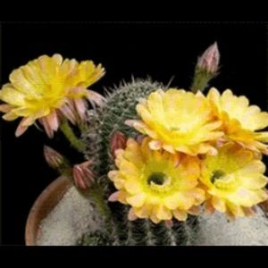 Meet your Posher, Mayra