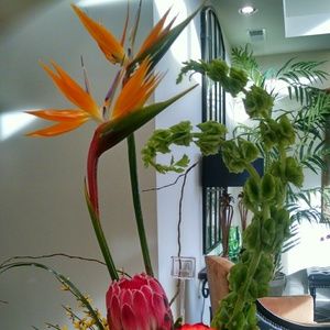 Meet your Posher, Ginger