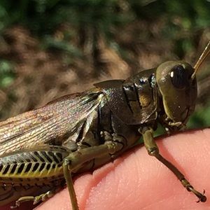 Meet your Posher, Lisa