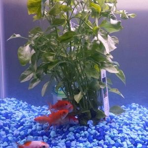 Meet your Posher, Jamil