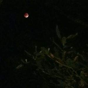 Meet your Posher, Bonnie