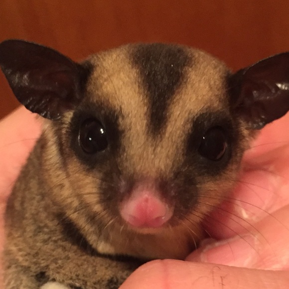 Meet your Posher, Suzy - Picture 1 of 1