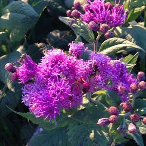 Meet your Posher, Joangela