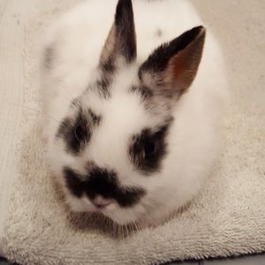 Meet your Posher, Melissa