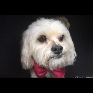 Meet your Posher, Mona