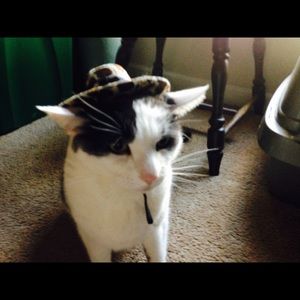 Meet your Posher, Donna